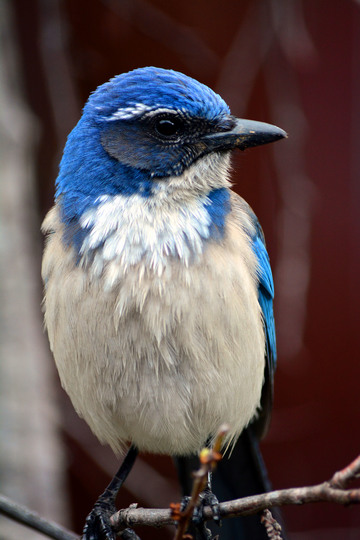 California Scrub Jay, Oakland, California. This guy lives a few doors down from me.