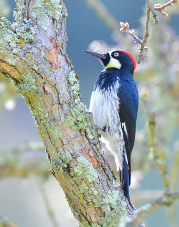Acorn Woodpecker, Sunol Regional Wilderness.