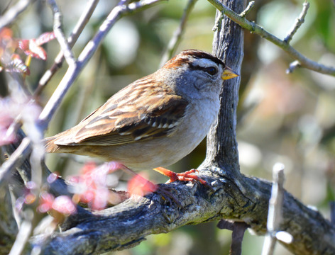 White Crowned Sparrow, Sunol Regional Wilderness.