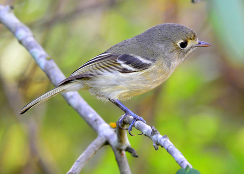 Hutton's Vireo, Sunol Regional Wilderness. Easy to confuse with a ruby-crowned kinglet, but the non-black beak and lack of orange feet show this one is Hutton's.