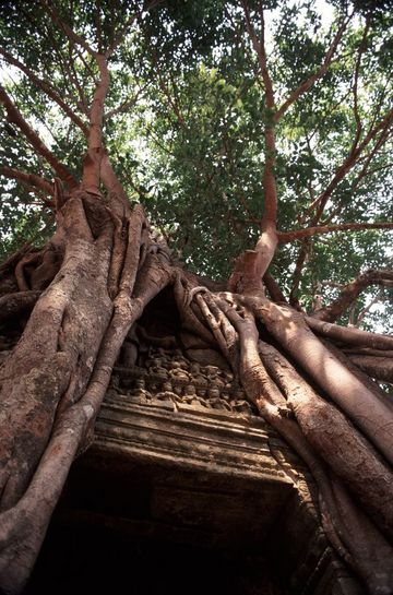 Trees engulf part of a temple, Ta Prohm.