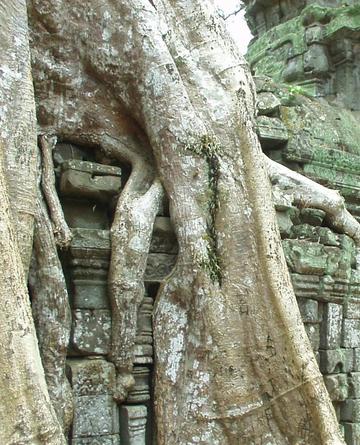 Roots squeezing rocks, Ta Prohm, Angkor.