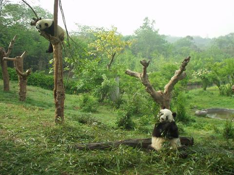 Pandas lounging at the Chengdu Panda Research Center.