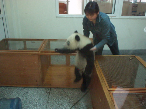 Baby Panda at the Chendu Giant Panda Breeding Research Center.