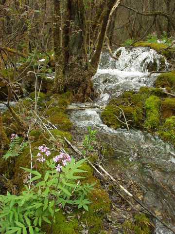 Trees and flowers in a stream.