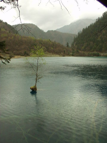 Small tree growing in the middle of a lake, Jiuzhaigou.
