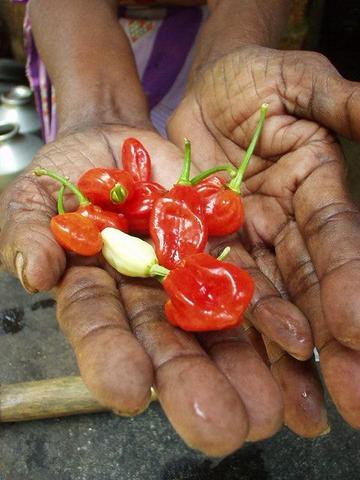 Chili peppers in the backwaters of Kerala, India.