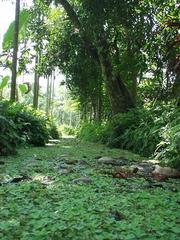 Swampy side canal in the backwaters of Kerala.