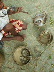 Snake Charmer in Fort Cochin, Kerala.