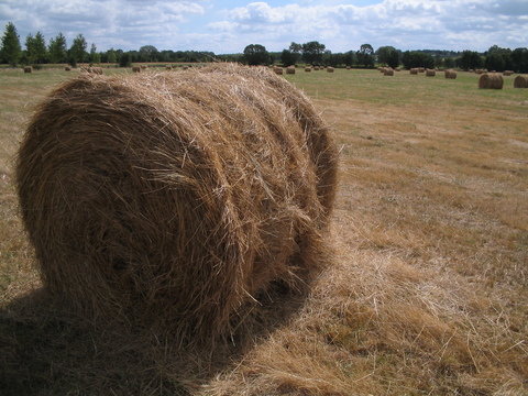 A very common sight on my trip, the French hay bale.