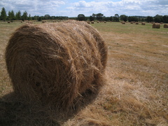A very common sight on my trip, the French hay bale.