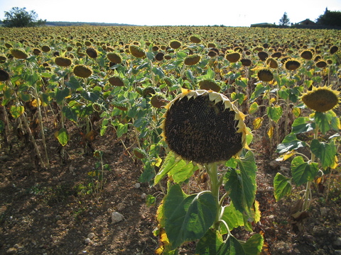 Sunflowers were a common sight along the road.  They were all large and droopy, heavy with seed and soon for harvest.