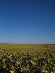 More sunflowers.