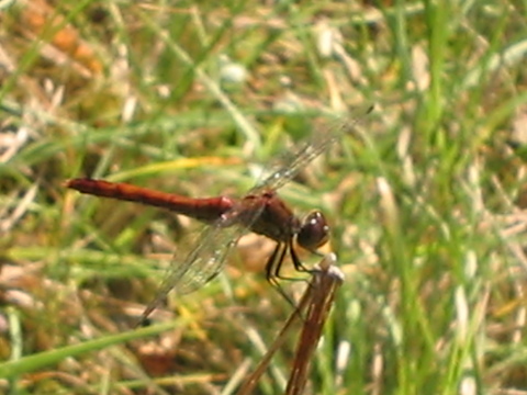 Dragonfly in the Forêt d'Orléans.
