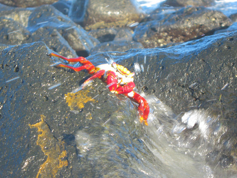 Sally lightfoot crab on Tortuga Bay beach.