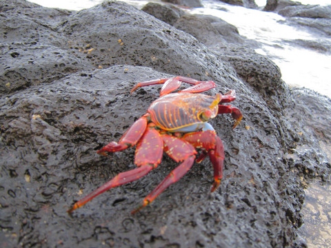 Sally lightfoot crab on Tortuga Bay beach.