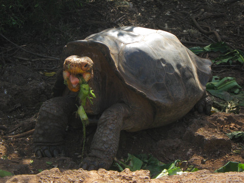 Galapagos tortoise (eating).