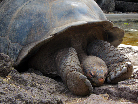 Galapagos tortoise (napping).