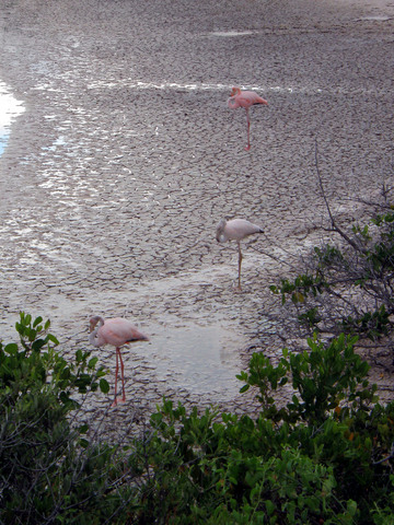 Flamingoes in Lagoon at Point Cormorant, Floreana Island.