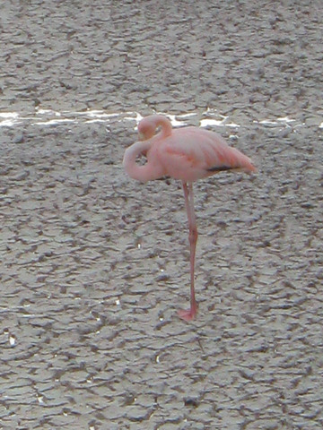 Flamingo in lagoon at Point Cormorant, Floreana Island.