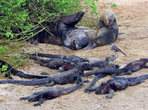 Still more marine iguanas.