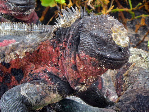 Closeup profile of . . . marine iguana.