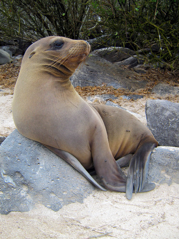 Sea lion juvenile.