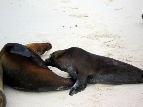 Sea lion (nursing).
