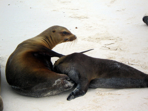 Sea lion (tired of nursing).