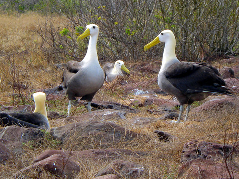 Male albatrosses, fencing to impress the ladies.