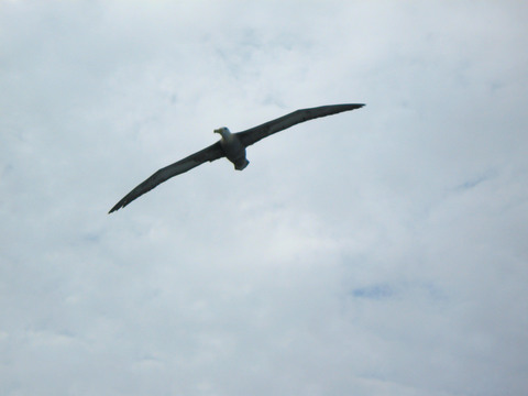 Albatross in flight.