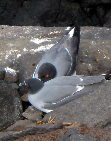 Swallow tailed gulls.