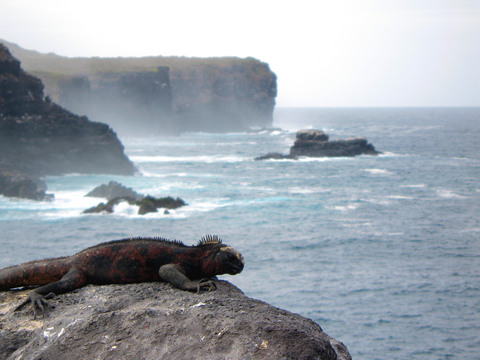 Marine iguana. These guys go swimming in the ocean for food, and in some cases (like this one) regularly climb up hundred-foot cliffs just for a good spot to sunbathe.