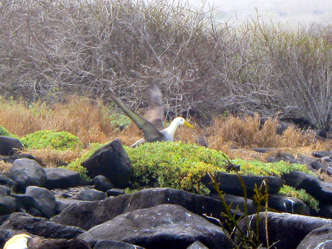 No, not yet Mr. Albatross! Go to the edge of the cliff before you try to fly.