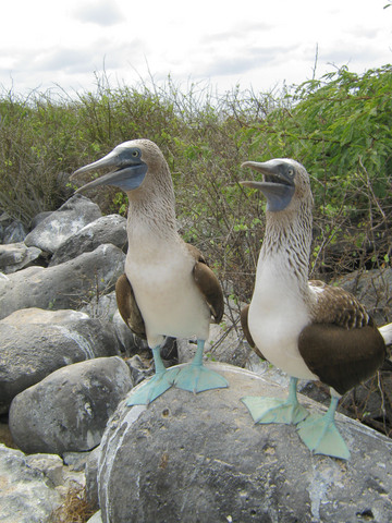 Booby couple talking to each other.