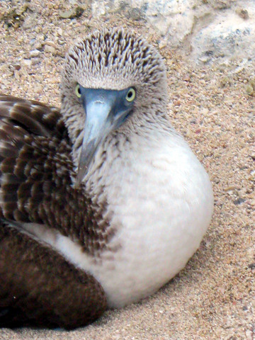 Blue footed booby.