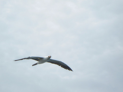 Masked booby (flying by).