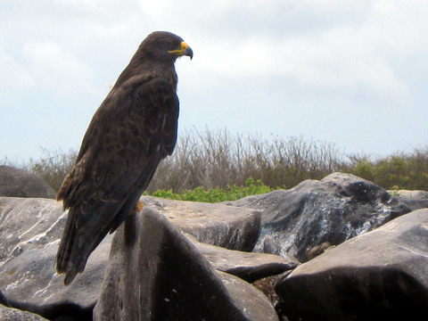 GalÃ¡pagos Hawk, famous for its indifference to humans, polyandrous mating, and status as the only endemic predator in the GalÃ¡pagos.