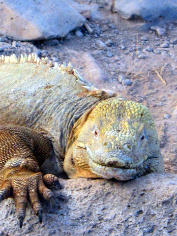 Land iguana. Larger and less common/numerous than marine iguanas.