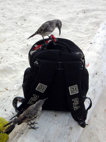 The GalÃ¡pagos Mockingbird may be the most fearless creature of them all.