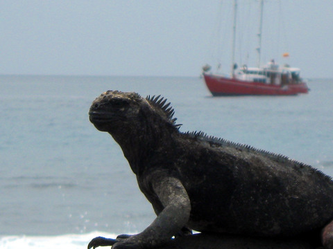 Marine iguana + encantada.