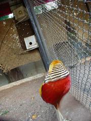 Colorful bird, Hyderabad.