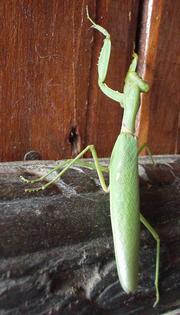 Preying mantis, Don Kong, Laos.