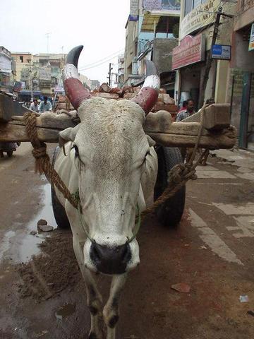 Brahma bull, Madurai.