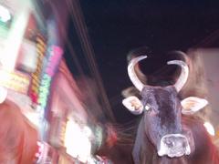 Bull walking down the street, Madurai.