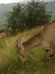 An amazingly tame Nilgiri Tahr, Eravikulam National Park, Kerala.
