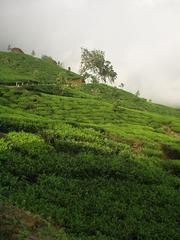 Munnar tea.