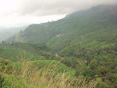 Tea with trees and fog.