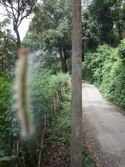 Poisonous caterpillar, Munnar.