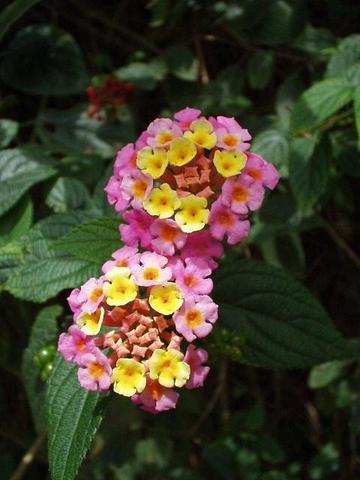Pretty little flower, Munnar.